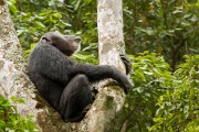 Chimpanzee : 2014 Uganda